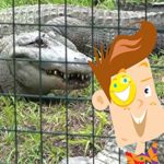 Alligators Love Hotdogs! Wrestling And Feeding Crocodiles