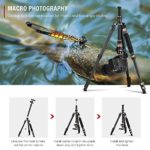 TYCKA Rangers 56” Compact Travel Tripod, Lightweight Aluminum Camera Tripod for DSLR Camera with 360° Panorama Ball Head and Carry Bag