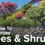 How to Grow Anything: Make Your Trees and Shrubs Thrive